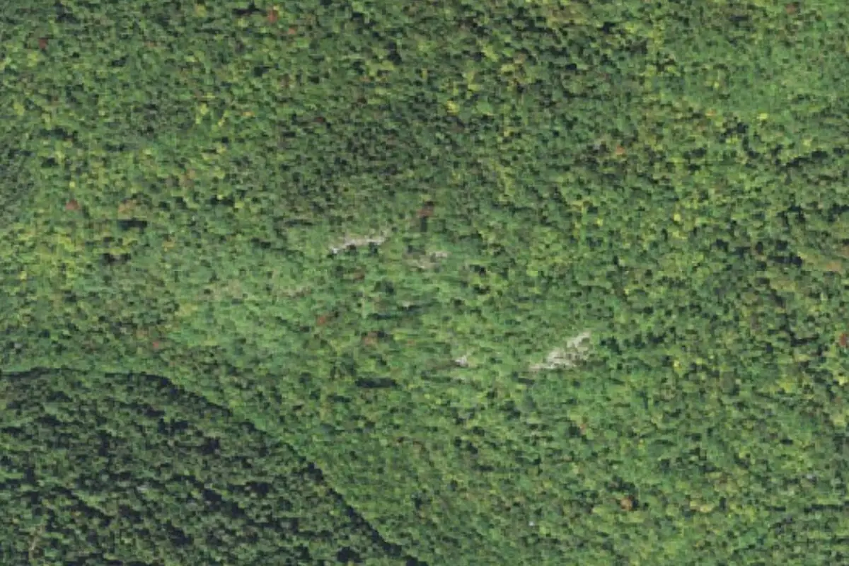 Aerial photo of the Bird Murder area